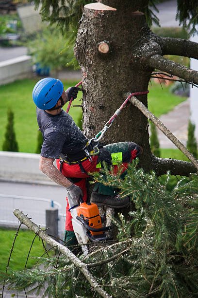 Best Stump Grinding and Removal  in Montezuma, IA